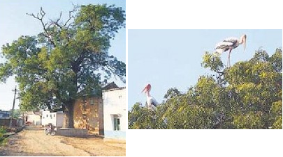 Flying 5000 miles to nest on a neem tree near Nellore