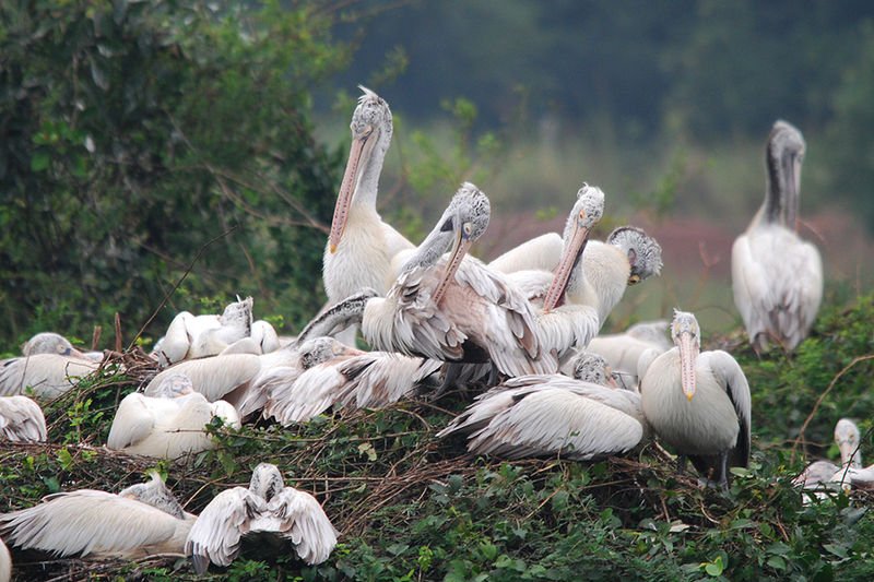 Annual Avian Visitors: A Look at Bird Migrations in the Nellore Region